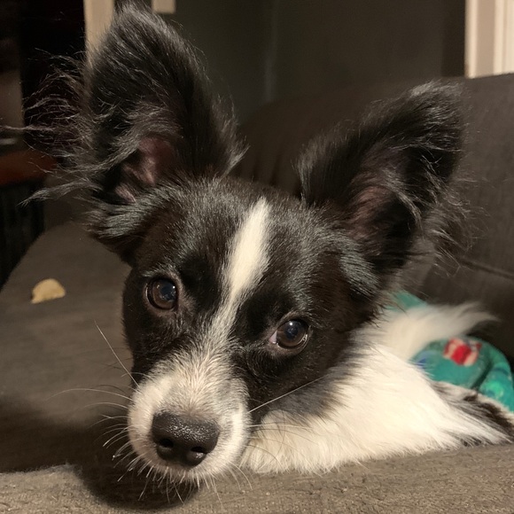 Meet your Posher, Rachel - Picture 7 of 9